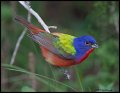 _2SB3106 painted bunting